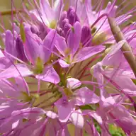 Rocky Mountain Bee Plant