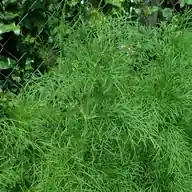 Cosmos