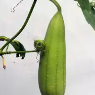 Cucumber