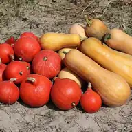 Winter Squash