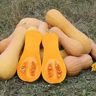 Butternut