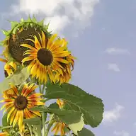 Girasol