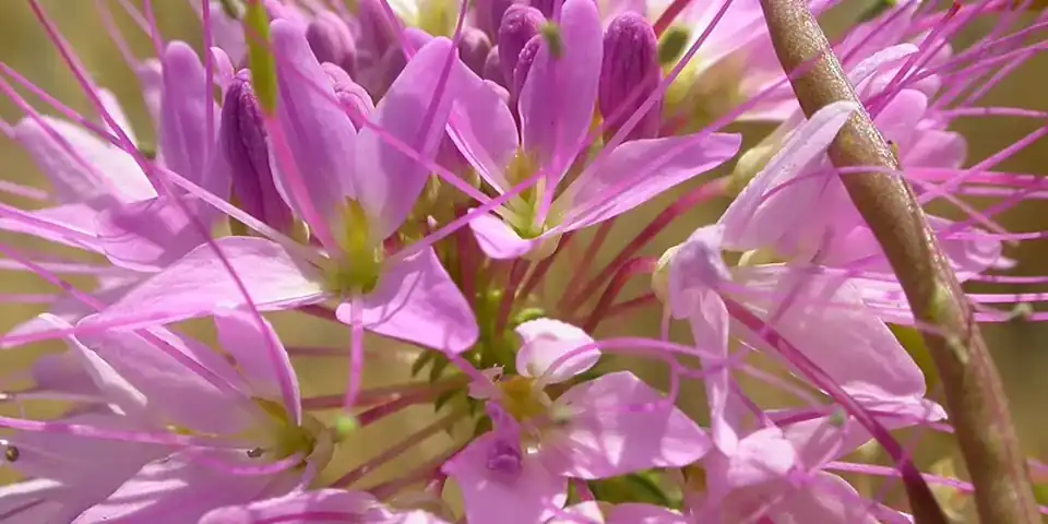 The spidery pink flower of Rocky Mountain bee plant