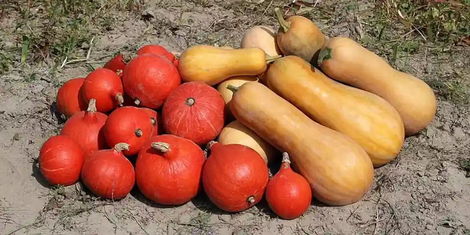 A pile of winter squashes and pumpkins
