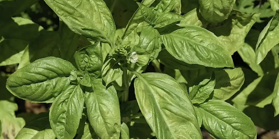 A sweet basil plant with broad green leaves