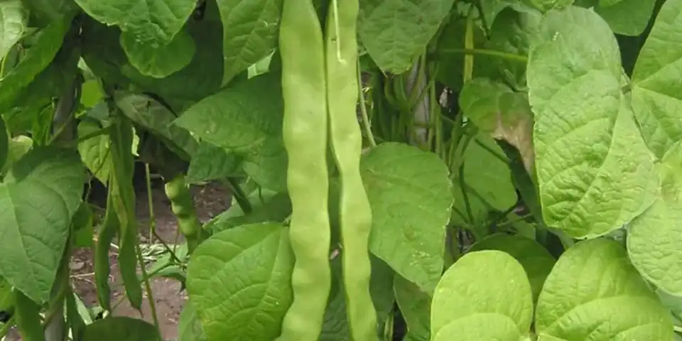 A bean plant with green pods hanging among the leaves