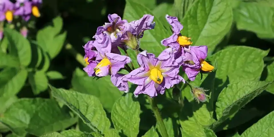A potato plant in flower, with purple blossoms