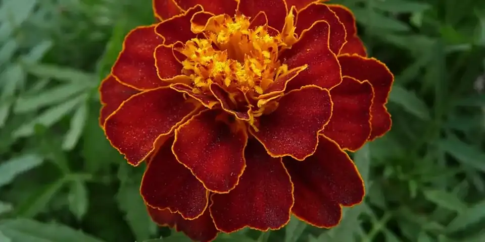 A French marigold flower