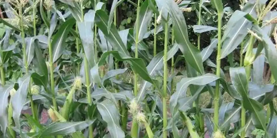 Corn plants growing in a field, with tasselled tops