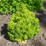 Lettuce
