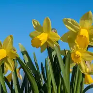 Daffodil