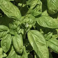 Basil