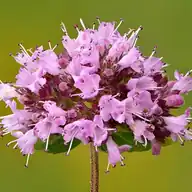 Oregano