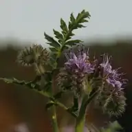 Lacy Phacelia