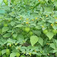 Tomatillo