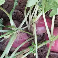Radish