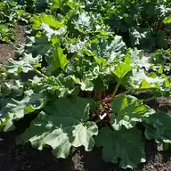 Rhubarb
