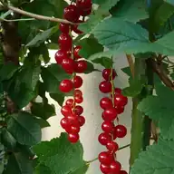Currant
