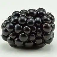 Blackberry