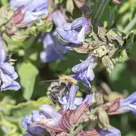 Sage
