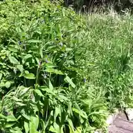 Russian Comfrey