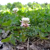 White Clover