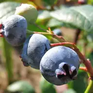 Blueberry