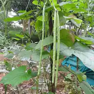 Cowpea