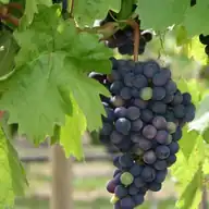 Grape