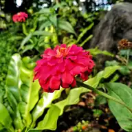 Zinnia