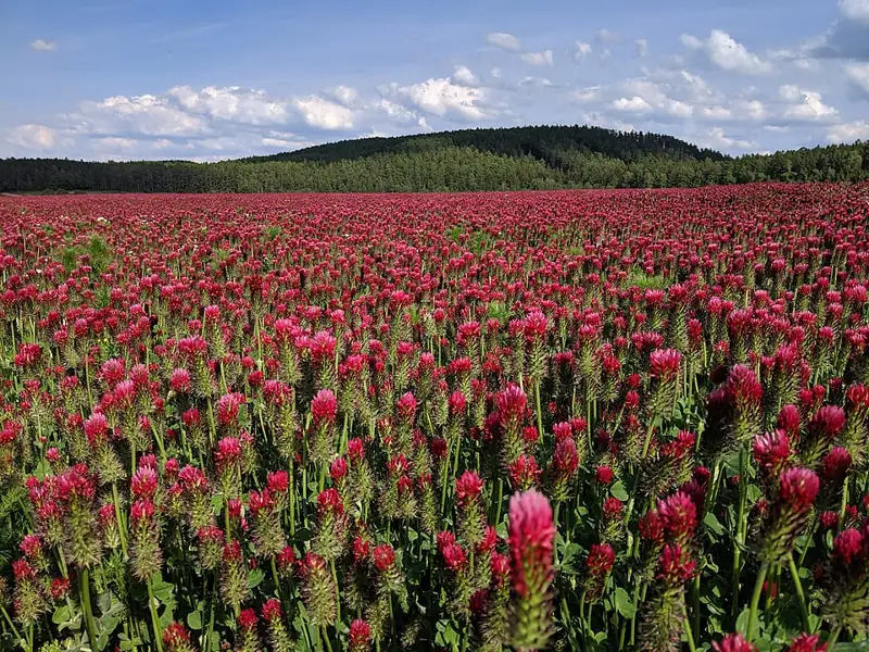 A field of crimson clover in bloom