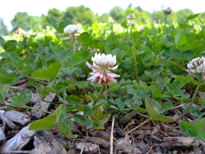 White clover in flower
