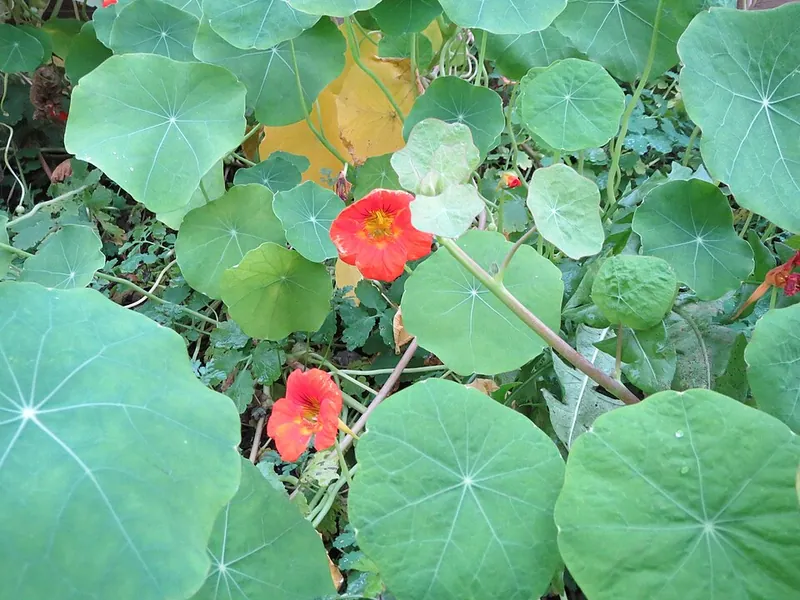Nasturtium plants with round leaves and orange flowers