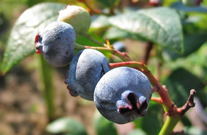 Blueberries ripening on the bush