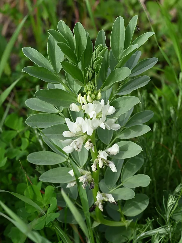 A fava bean plant in flower