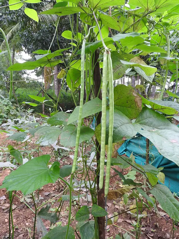 A cowpea plant with its long pods