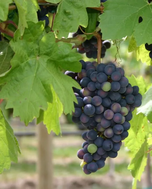 A bunch of dark grapes on the vine