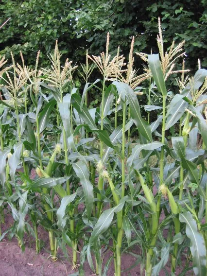 Corn plants growing in a field, with tasselled tops