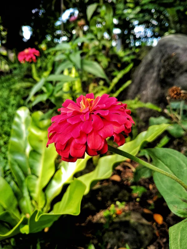 A common zinnia flower in bloom